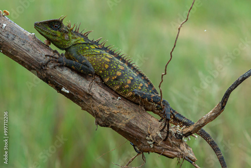 Wallpaper Mural A pogona lizard sitting on a wooden surface in a forest Torontodigital.ca