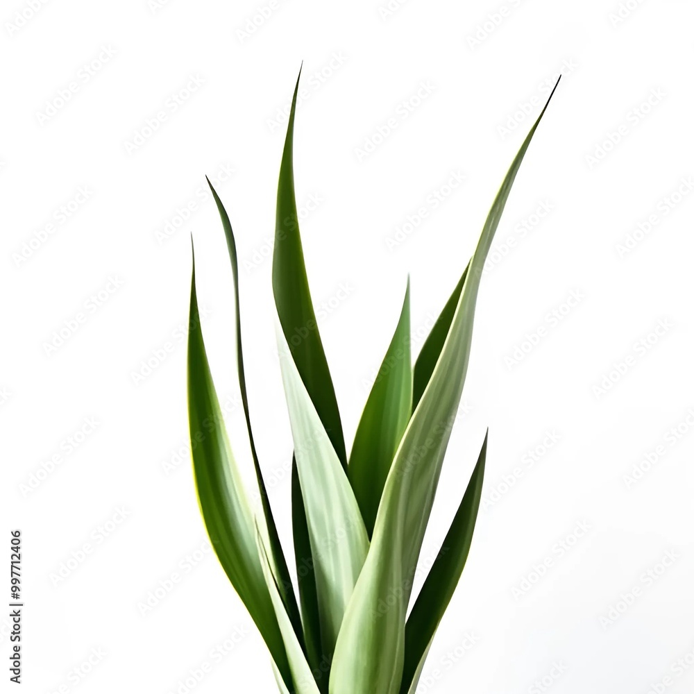 long green leaves on a white background long green leaves on a white background