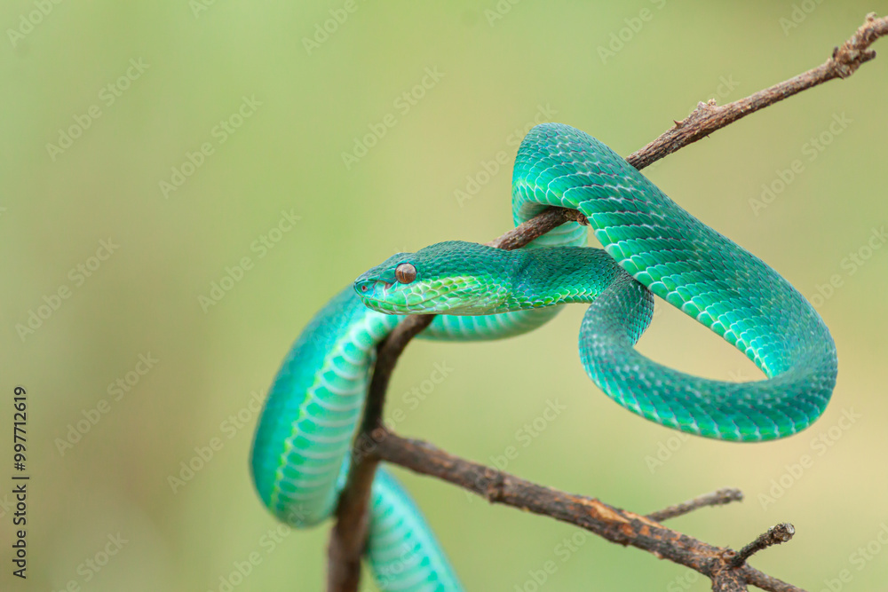 Fototapeta premium Blue viper snake on branch, viper snake ready to attack, blue insularis, animal closeup