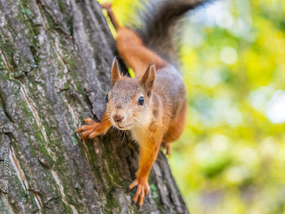 Portrait of a squirrel on a tree trunk Portrait of a squirrel on a tree trunk
