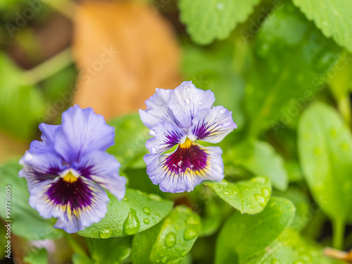 A viola pansy found in the botanical garden. viola tricolor, little pansy photo