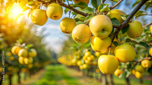 Wallpaper Mural Yellow apples hanging from tree branch in orchard farm garden , apples, yellow, orchard, tree, branch, garden, fresh Torontodigital.ca