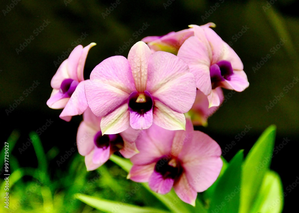 Beautiful Pink Dendrobium Orchid Hybrid in Bloom. Beautiful Pink Dendrobium Orchid Hybrid in Bloom.