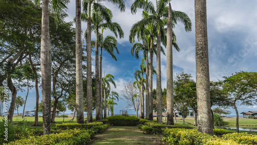 Straight rows of tall royal palms Roystonea regia grow along the alley. Trimmed bushes on the roadsides. The ocean is ahead. Blue sky, clouds. Malaysia. Borneo. Kota Kinabalu. photo