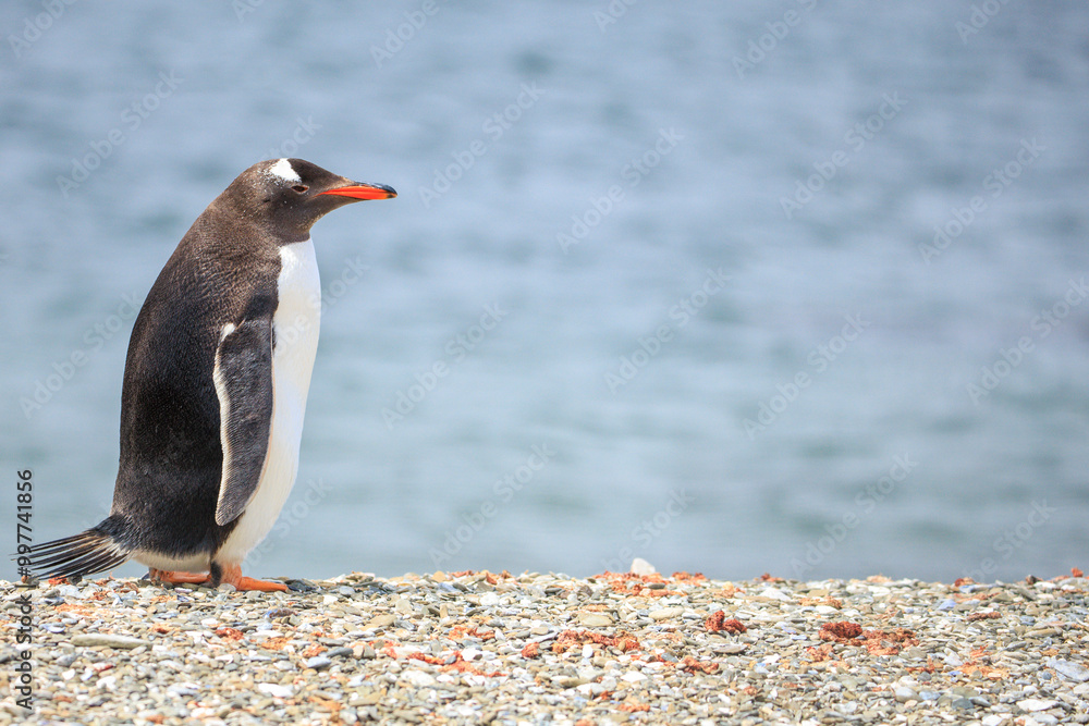 Fototapeta premium A Gentoo penguin (pygoscelis papua) on a shell shoreline. Falkland Islands.