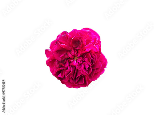 Flower Image on Transparent Background