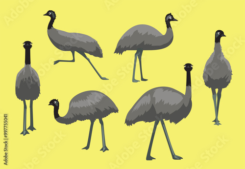 Emu Flightless Bird Walking Various Poses Vector Illustration