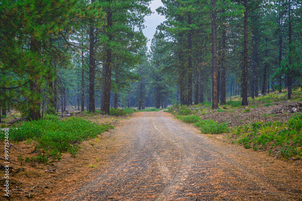 Fototapeta premium 2024-09-12 A GRAVEL ROAD CUTTING THROUGH A FOREST WITH PINES ON EACH SIDE OF THE ROAD OUTSIDE OF SUN RIVER OREGON