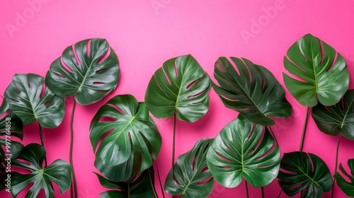 Monstera leaves arranged symmetrically on a hot pink background, bright and bold, high saturation, vector style, tropical elegance photo