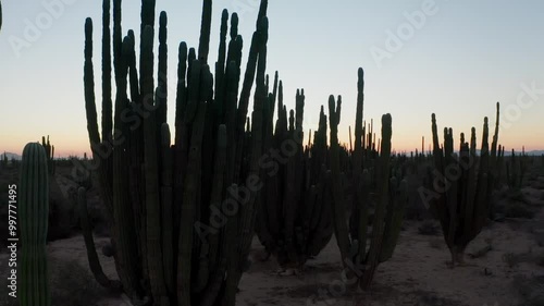 Sunset in the Sonora desert in Mexico, the locals call these huge cactus 