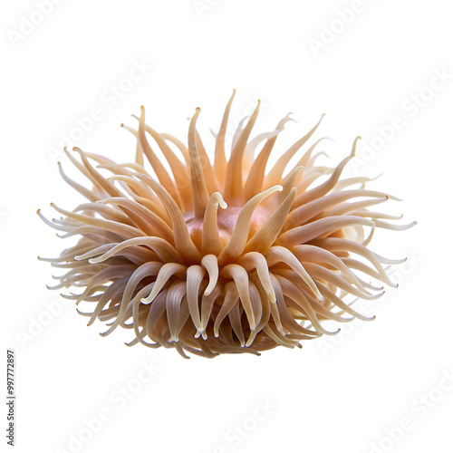 Sea anemone isolated on a transparent background photo