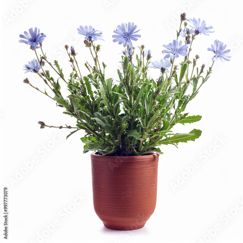 Potted cornflowers, vibrant blue blooms, terracotta planter, 