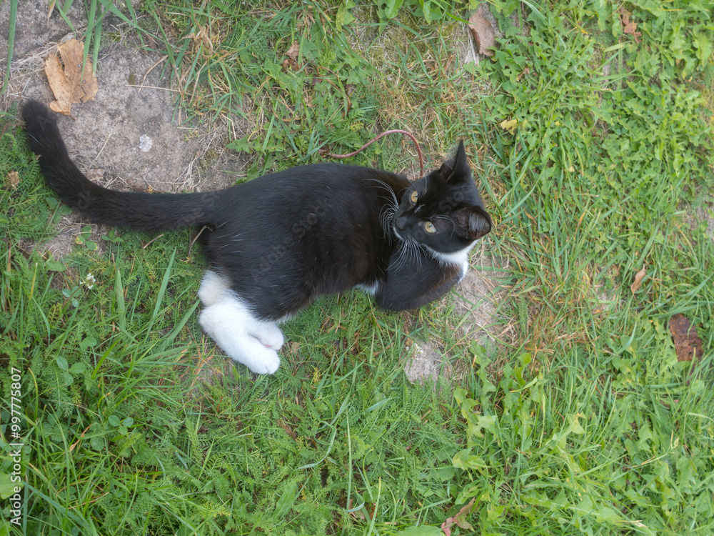 portrait of a black kitten lying on grass portrait of a black kitten lying on grass