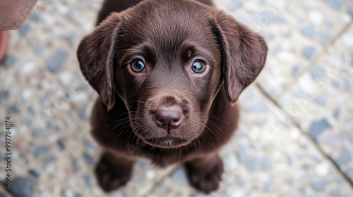 Puppy Looking Up.