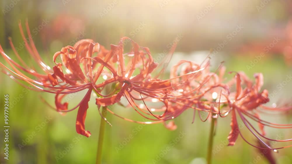 Red spider lily or cluster amaryllis flowers blooming in wind in autumn or fall, Higanbana or Lycoris, Nostalgic negative films with lens flare Red spider lily or cluster amaryllis flowers blooming in wind in autumn or fall, Higanbana or Lycoris, Nostalgic negative films with lens flare