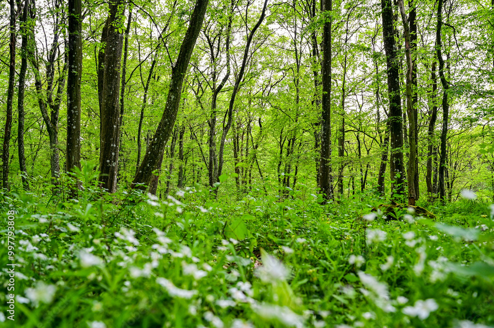 Fototapeta premium Spring forest with green trees and flowering meadow and warm light atmosphere in a forest in Franconia, Bavaria, Germany