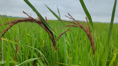 The red paddies are playing with the wind