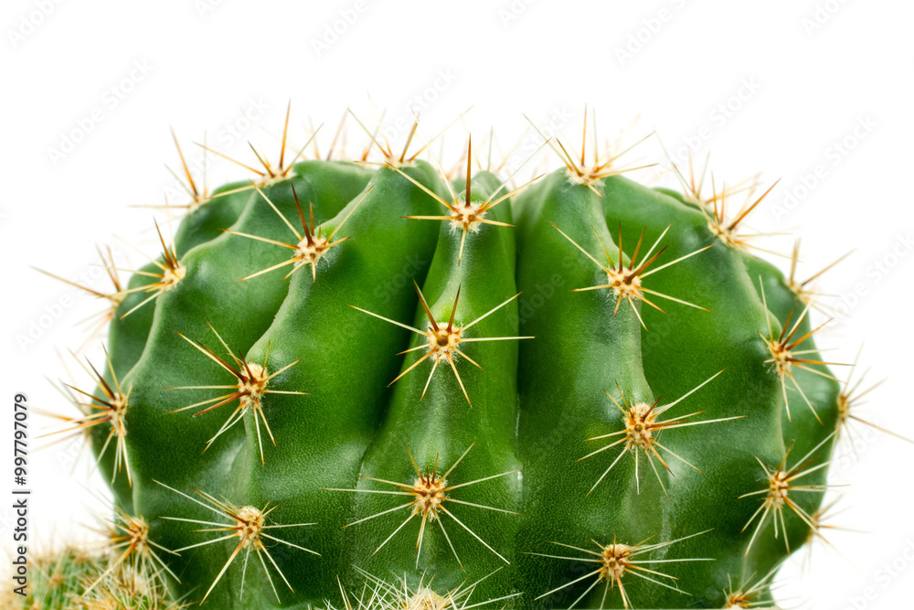Echinopsis cactus on a white background. Green cactus close-up. Echinopsis cactus on a white background. Green cactus close-up.