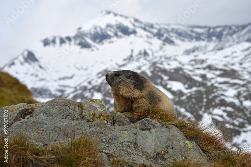 Austrian marmot and snowy mountains