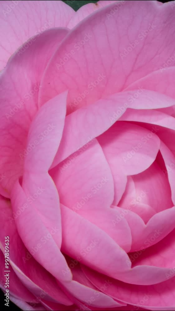 Vertical frame camellia flowering time-lapse photography