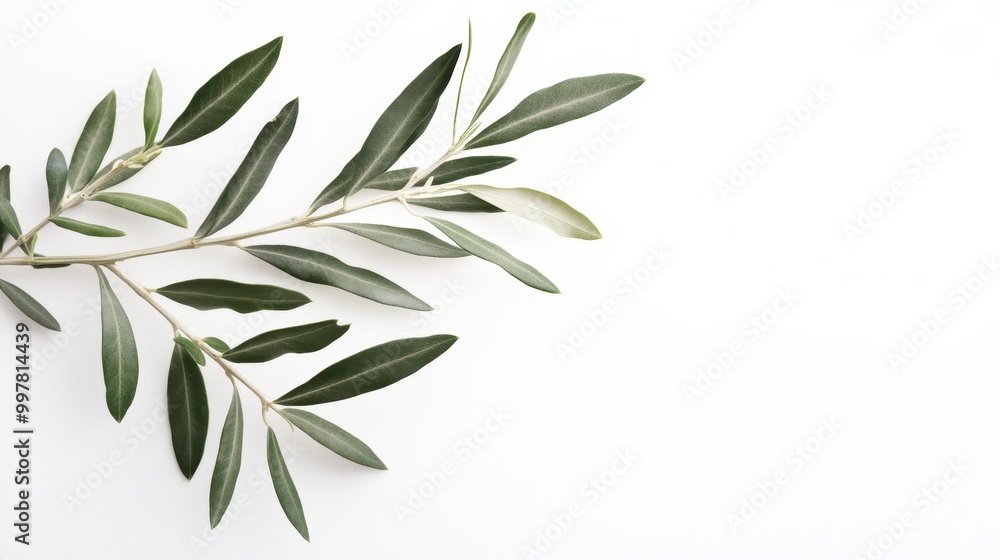 Obraz premium Olive Branch with Green Leaves on White Background