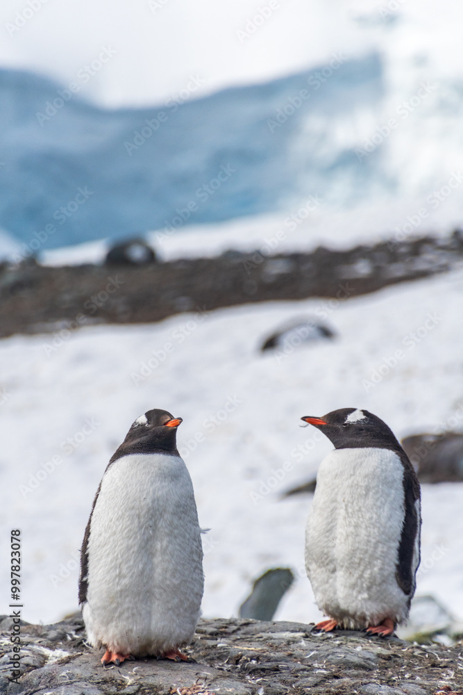 Fototapeta premium Close-up of nesting Gentoo Penguin -Pygoscelis papua- with their chicks at Cierva Cove colony, on the Antarctic peninsula