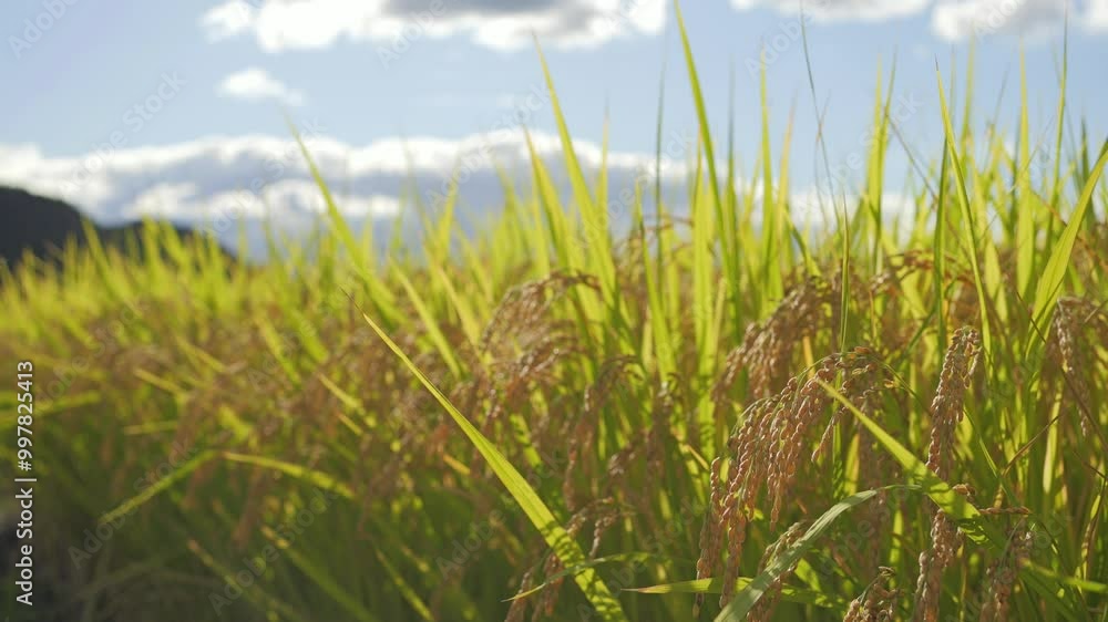 Scenery of terraced rice fields before rice harvest, Japanese rural village in autumn Scenery of terraced rice fields before rice harvest, Japanese rural village in autumn