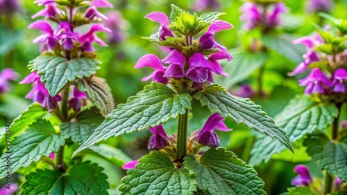 A stunning horse nettle plant showcases vibrant purple flowers and lush green leaves, flourishing beautifully within