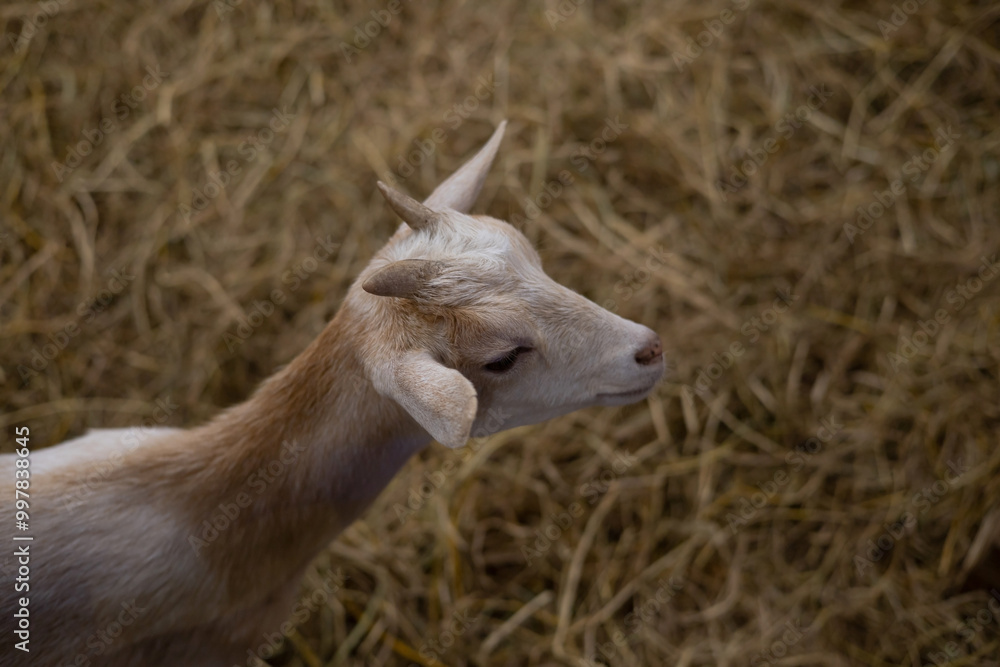 Fototapeta premium The head of a goat is white mixed with brown and the background is blurry straw grass.