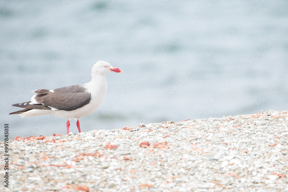 A Dolphin Gull (leucophaeus scoresbil) on the shorline. A Dolphin Gull (leucophaeus scoresbil) on the shorline.
