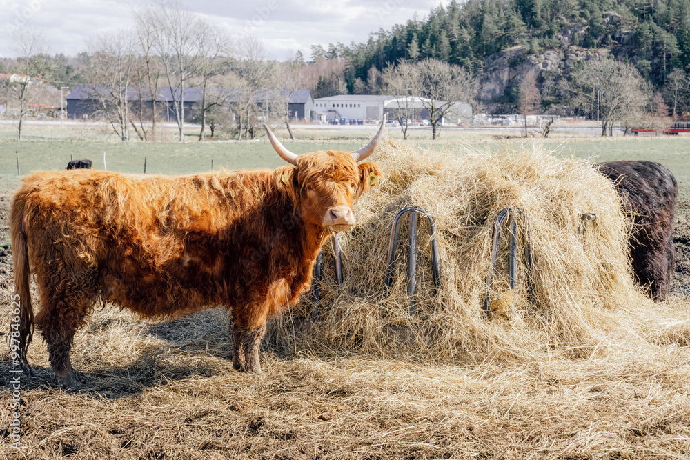 Highland Cow Standing in Front of Hay Highland Cow Standing in Front of Hay