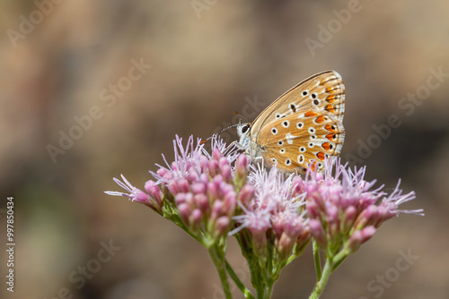 a wonderful butterfly with an overhead blue wing color, Polyommatus bellargus	 photo