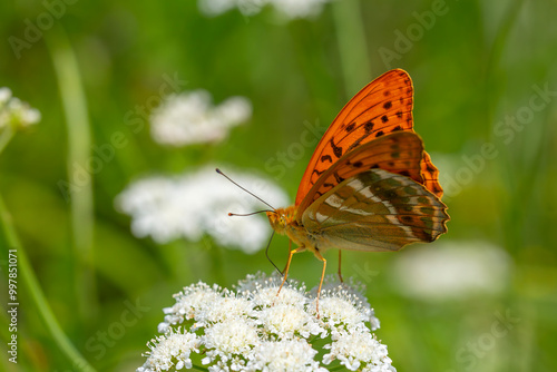 big brown butterfly feeding on white flower, Silver-washed Fritillary, Argynnis paphia photo