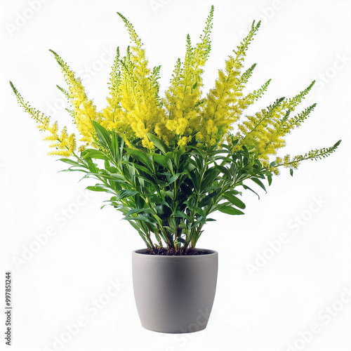 Potted Yellow Flowers with Green Leaves