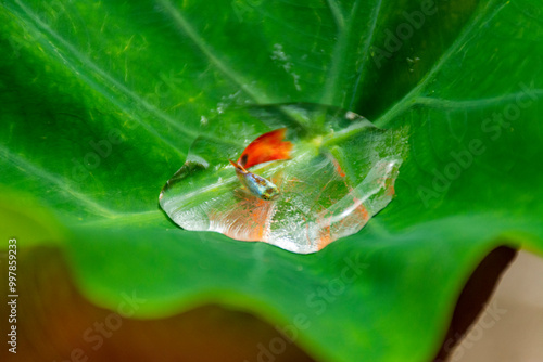 Guppy