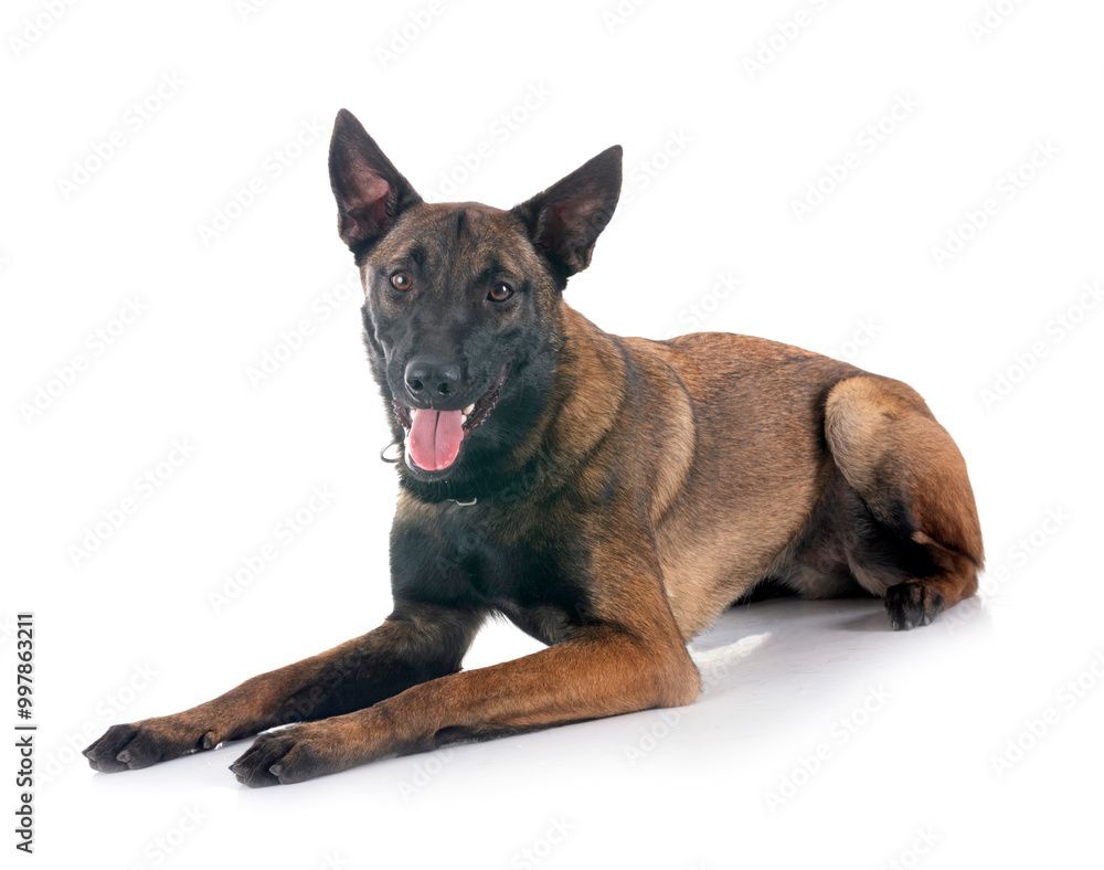 malinois in studio