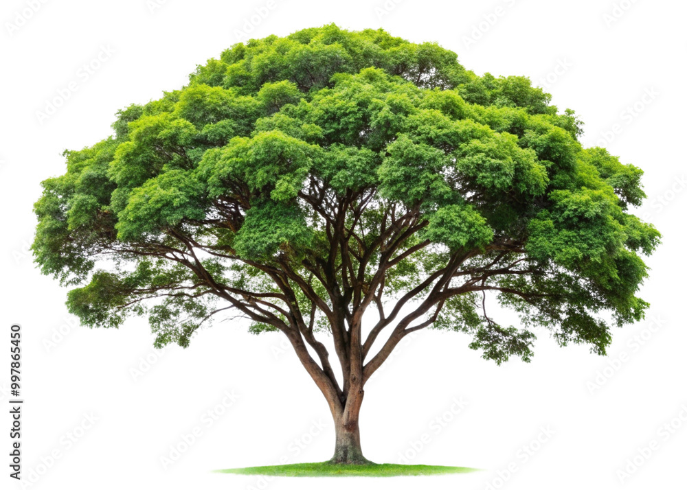 A tall green oak tree with lush foliage isolated on a white background, symbolizing nature and growth A tall green oak tree with lush foliage isolated on a white background, symbolizing nature and growth