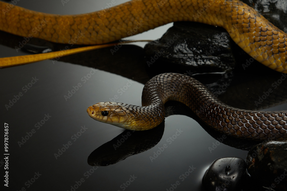 Fototapeta premium The dark background contrasts with the snake sleek body, highlighting its graceful movement.