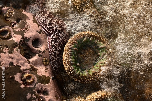 Anemone and Bubbles