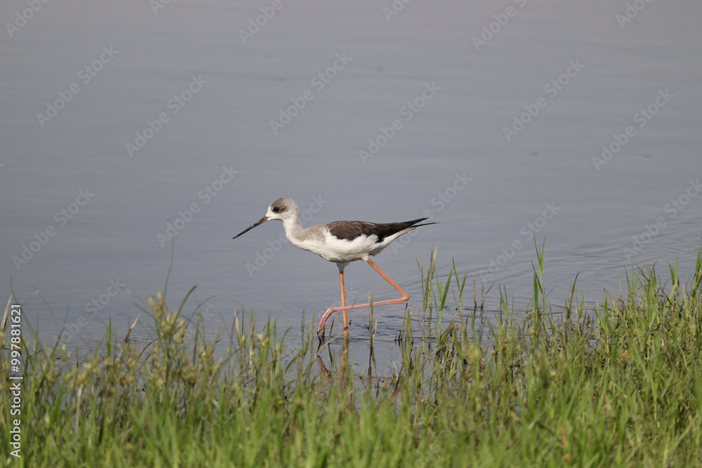 black-winged stilt bird on the river nile in Aswan, Egypt black-winged stilt bird on the river nile in Aswan, Egypt