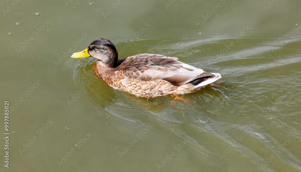 Fototapeta premium A duck is swimming in a body of water