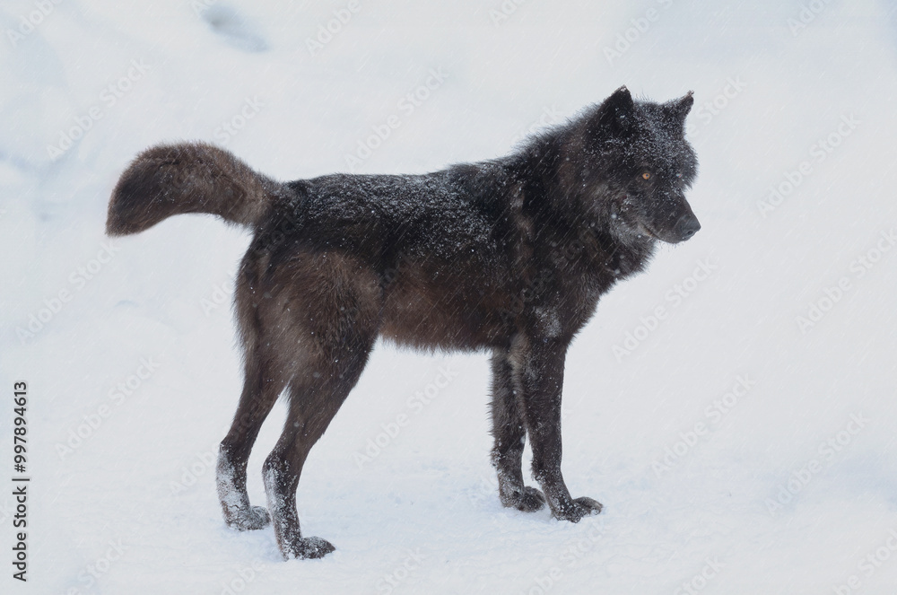 Fototapeta premium Canadian black wolf standing in the snow