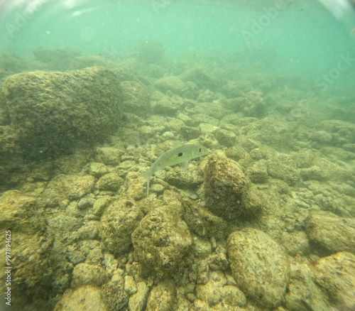 Under water at Poipu beach in Kauai, Hawaii, USA photo