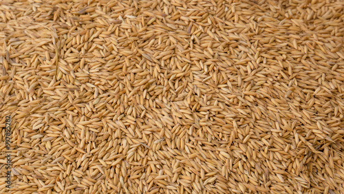 Advanced texture design of paddy. Rice is the seed of the grass species Oryza sativa or less commonly Oryza glaberrima.