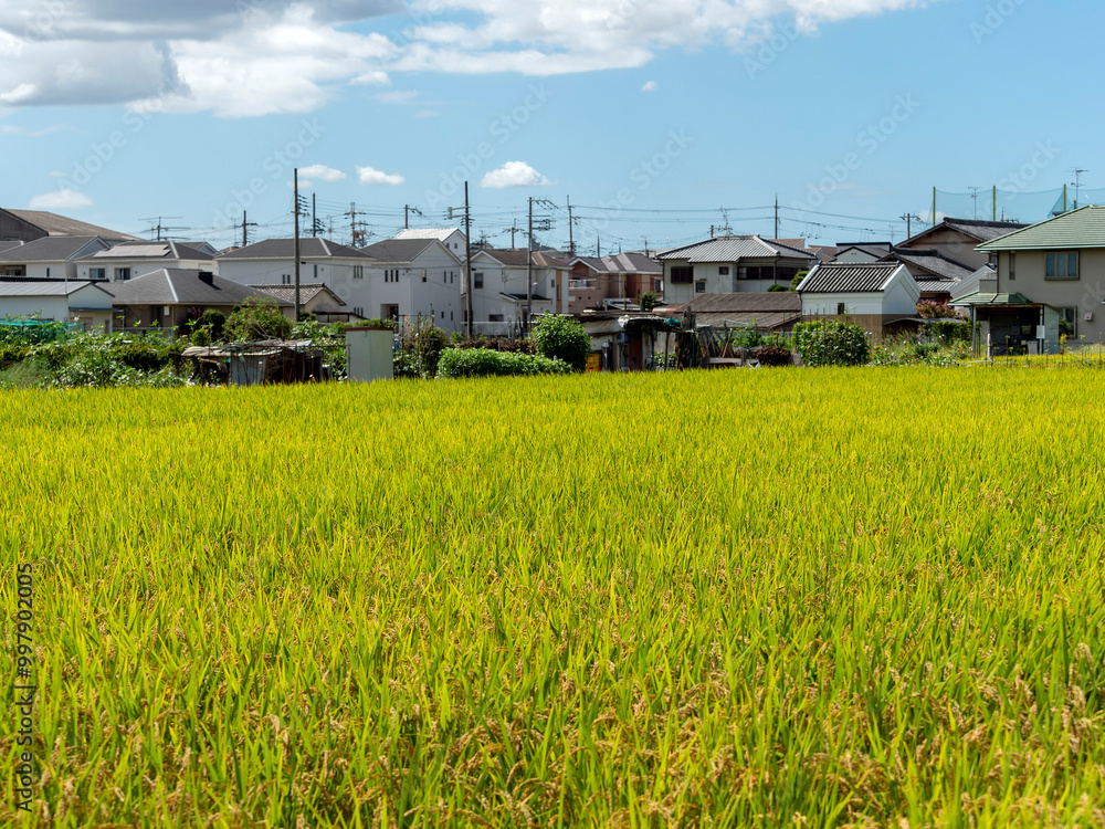 市街地に広がる田園風景 市街地に広がる田園風景