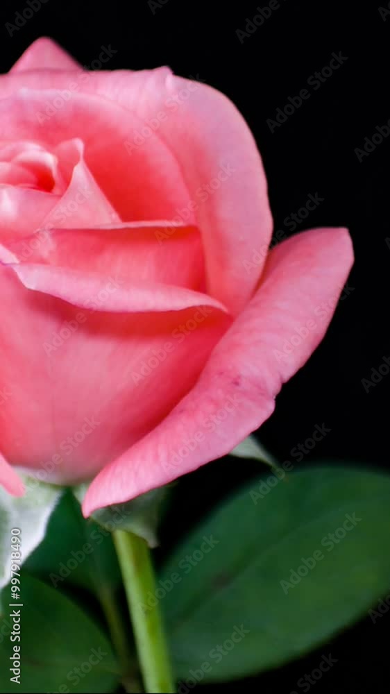 Vertical frame rose flowering time-lapse photography Vertical frame rose flowering time-lapse photography