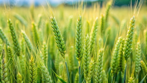 field of green wheat in summer selective focus Extreme Close-Up