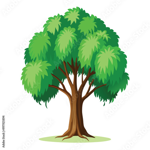 Illustration of Poplar tree isolated on white Background.