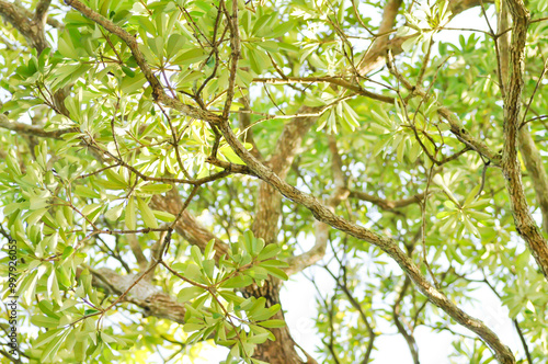 Dita, Devil Tree or Alstonia scholaris and sky photo