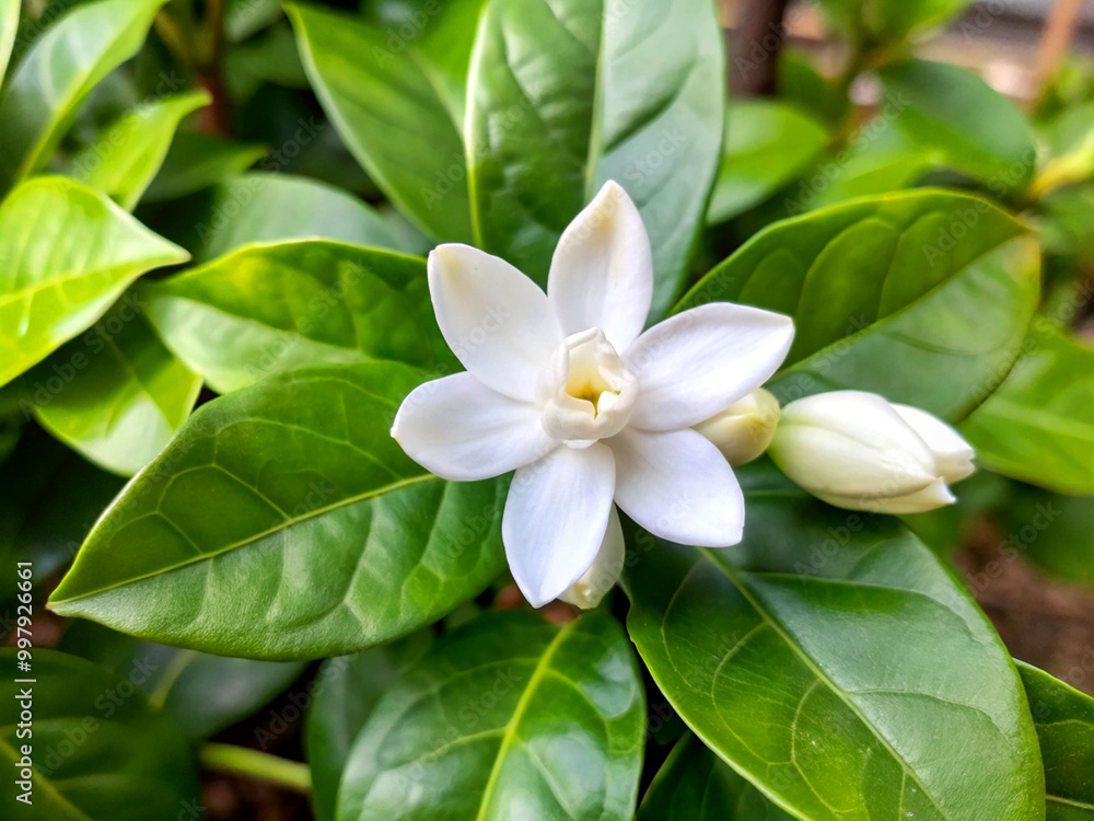 Obraz premium Fresh Jasmine flower with leaves on natural background
